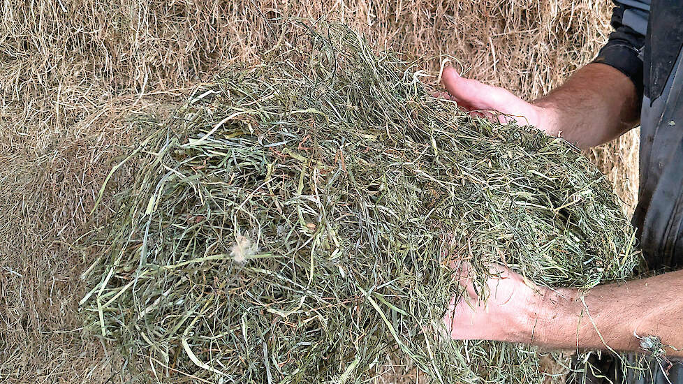 Het hooi wordt gedroogd met een luchtontvochtiger tot 90 procent droge stof.