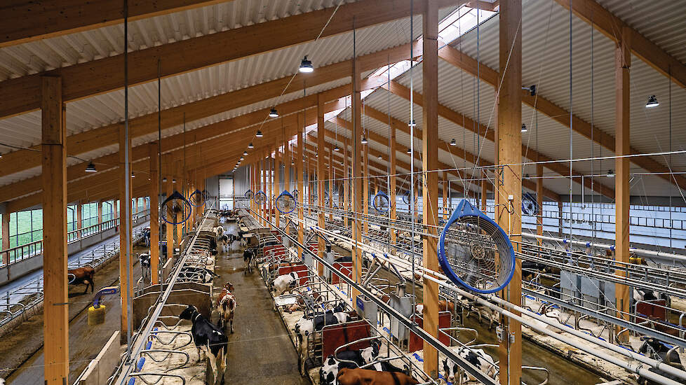 Links op de foto de feeding tables. Het dak is geïsoleerd en de ventilatoren zorgen in de zomer voor voldoende verkoeling. De stal biedt ruimte aan 350 koeien.