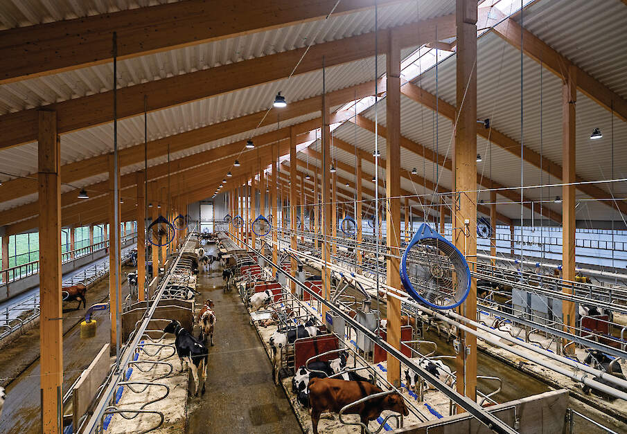 Links op de foto de feeding tables. Het dak is geïsoleerd en de ventilatoren zorgen in de zomer voor voldoende verkoeling. De stal biedt ruimte aan 350 koeien.