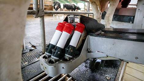 Koe doe wordt ondergehanden door een Lely melkrobot