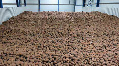 Een grote hoeveelheid aan aardappels die zijn ingeschuurd.