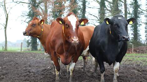 Mts Zijtveld-Bos heeft de hoogste gemiddelde levensproductie bij afvoer van 7.559 kilogram vet en eiwit.