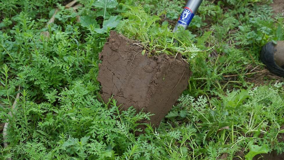Om een groenbemester te beoordelen kan je beter in de grond dan boven de grond kijken