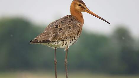 De rechter zet een streep door een kleinschalige proef om steenmarters weg te vangen. Wie de uitspraak leest, zal zich afvragen of weidevogelbescherming eigenlijk nog zin heeft.