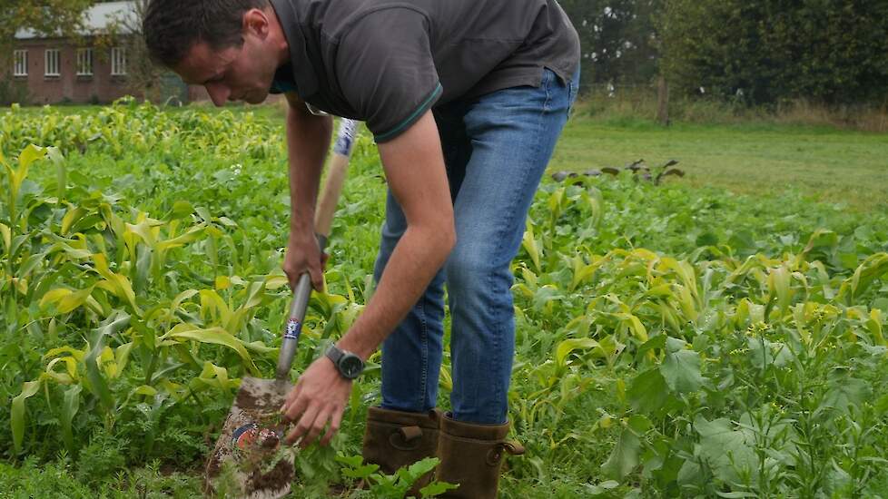 Roy Kuenen van DSV bekijkt het ondergrondse effect van groenbemesters.