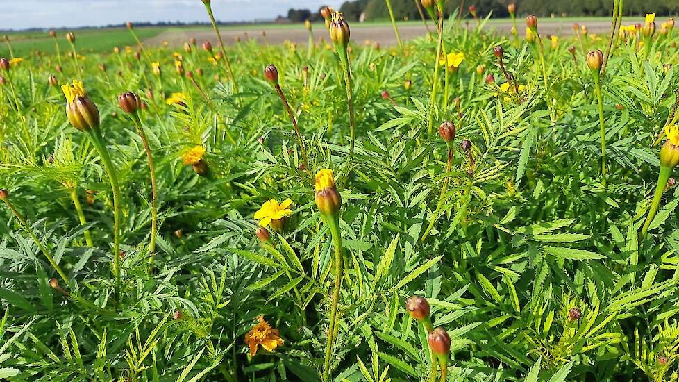 groenbemester lzoals Tagetes evert voordeel op voor je bodem