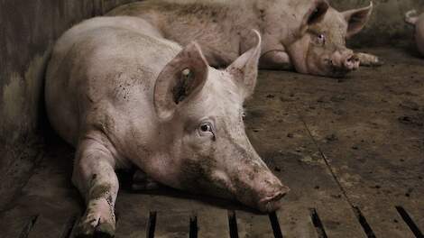 In de belangrijkste EU-lidstaten daalde de zeugenstapel in de eerste helft van 2025 slechts licht daalde, terwijl deze stabiel bleef in de acht grootste varkensvleesproducerende landen.