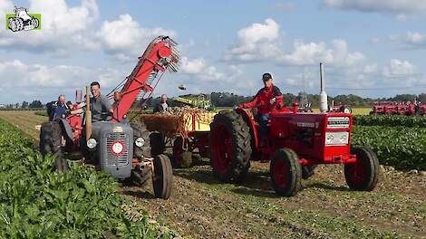 Bieten rooien net als vroeger.