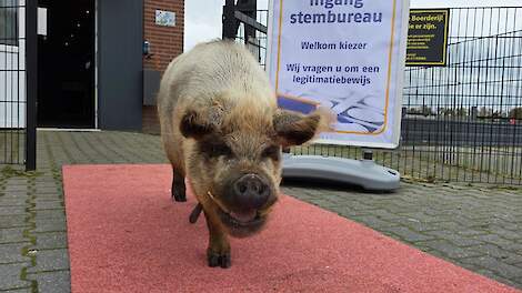 Akkervarken Vetsy rolde vanochtend de rode loper uit bij het stembureau in Valthermond.