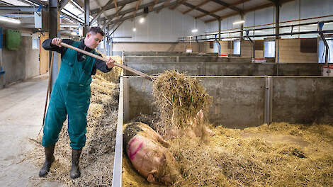 Varkenshouder Ruben Exterkate merkt dat het belangrijk is dat een zeug haar natuurlijke nestgedrag kan uitoefenen