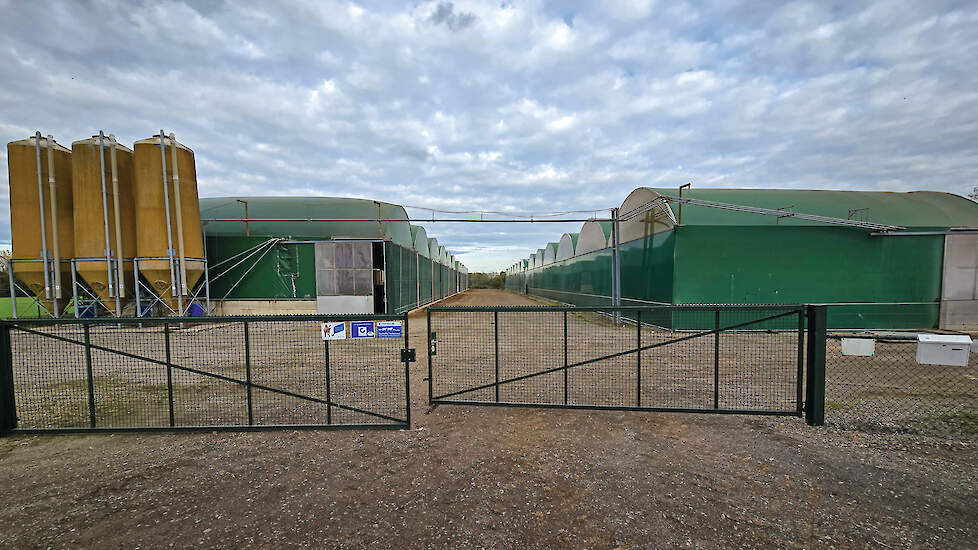 Speenbiggen en vleesvarkens houden in een stal van folie, met veel licht en lucht.