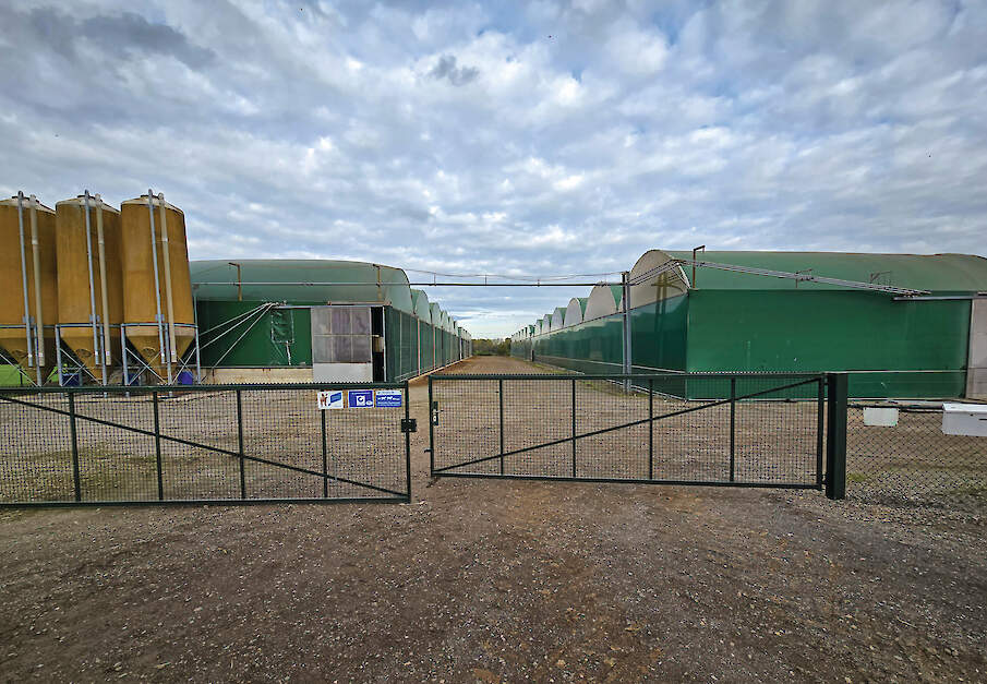 Speenbiggen en vleesvarkens houden in een stal van folie, met veel licht en lucht.