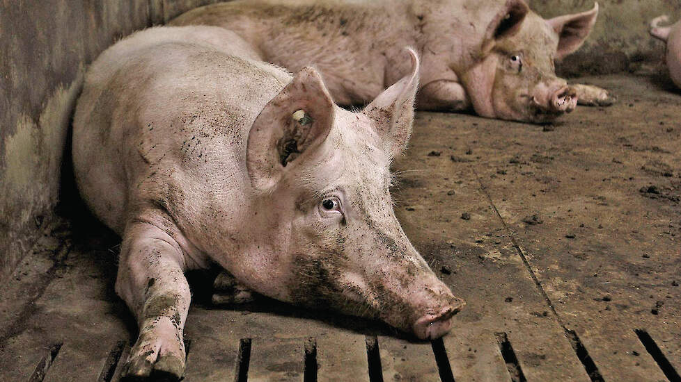 Verdere daling varkensprijs verwacht