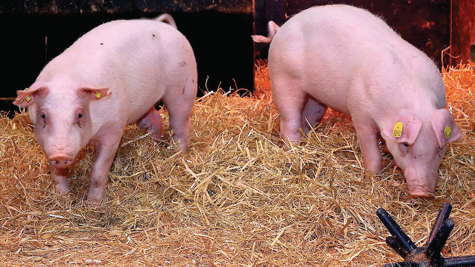 Twee gen-gemodificeerde varkens die resistent zijn tegen klassieke varkenspest.