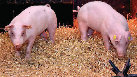 Twee gen-gemodificeerde varkens die resistent zijn tegen klassieke varkenspest.