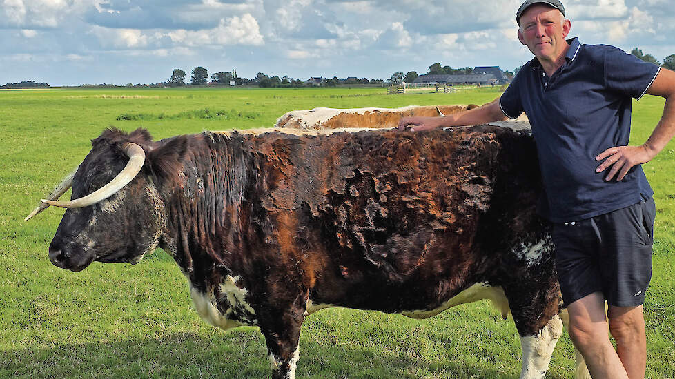 Oane Smink koos voor Engelse Longhorns: rustig, natuurlijke kleuren en weinig onderhoud.