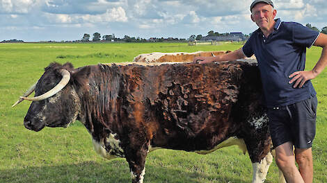 Oane Smink koos voor Engelse Longhorns: rustig, natuurlijke kleuren en weinig onderhoud.