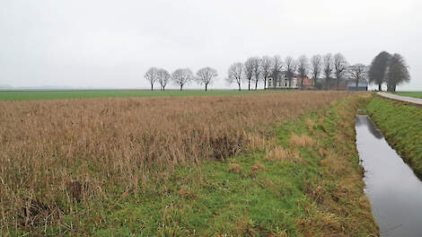 Archieffoto: een kruidenstrook op agrarische grond in Groningen is een voorbeeld van agrarisch natuurbeheer.