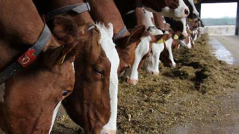 Met grote plenzen maakt de natuur duidelijk dat het najaar is en daardoor gaan er steeds meer staldeuren dicht. Mijn oom de Weideman vindt dit een mooie periode om een stalvoerbalans te maken.
