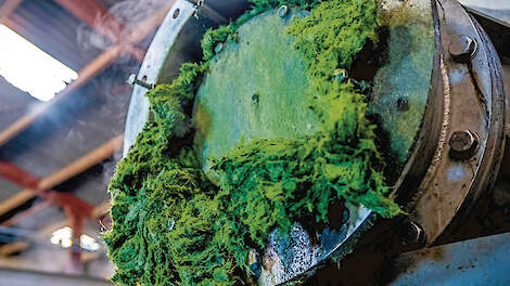 De zogenoemde perskoek, het vezelrijke restproduct dat overblijft na het uitpersen van gras, bleek qua voederwaarde even goed te presteren als gewone graskuil.