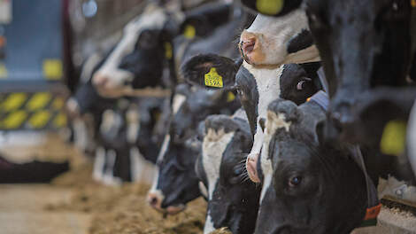 Een voerrobot zorgt volgens melkveehouder Henry Petter voor een hogere voeropname en een constanter rantsoen.