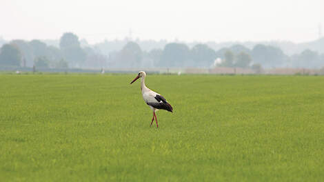 „In percelen waar voldoende dekking is, komen de ooievaars nauwelijks en maken ze heel weinig kans”, aldus Joachim van der Valk van BoerenNatuur.