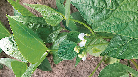 Bruine bonen in bloei.