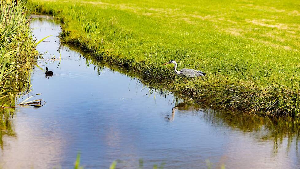 Boeren en weidevogels moeten de komende jaren profiteren van een uitgebreide proef met irrigatie van weilanden in Geesteren (OV).