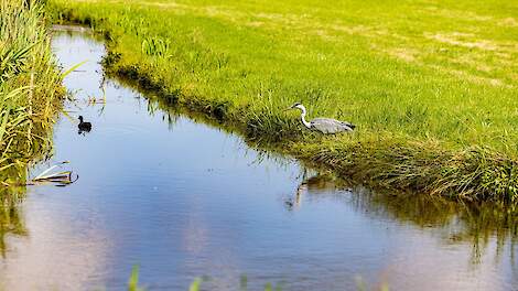Boeren en weidevogels moeten de komende jaren profiteren van een uitgebreide proef met irrigatie van weilanden in Geesteren (OV).