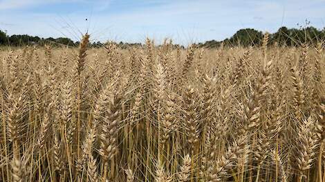 Beeld ter illustratie.