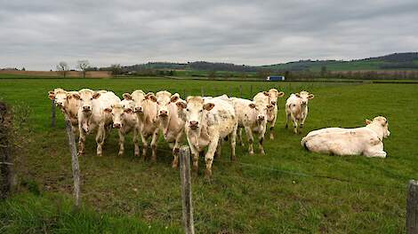 Charolais-vee in de Bourgonge-regio. Beeld ter illustratie.