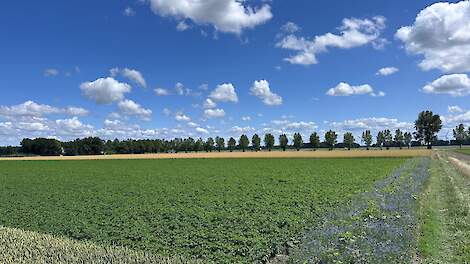 Akkerbouwbedrijf Saalland pioniert in de Flevopolder