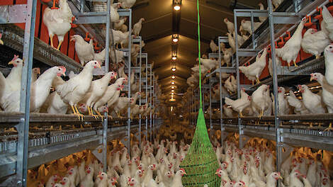 2025 is tot dusver het beste jaar ooit voor leghennenhouders die hun eieren op notering verkopen.