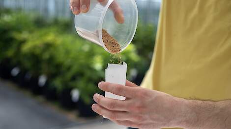 Hybride aardappelzaad.