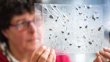 Gezonde uienteelt 2026 begint nu