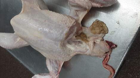 Vleeskuikenslachterijen ontvangen nog te vaak kuikens die niet geheel nuchter zijn.