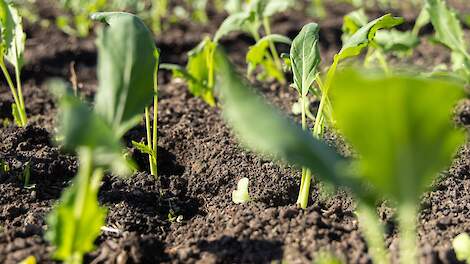 Beeld ter illustratie