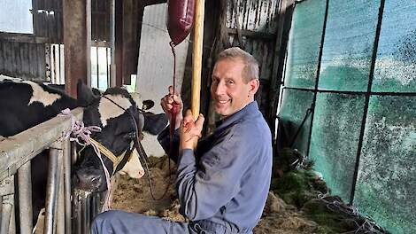 Melkveehouder Bastiaan Lubbers houdt met de hooivork de zak donorbloed omhoog, zodat het bloed de koe in kan druppelen.