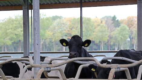 Beeld ter illustratie. Deze heeft geen betrekking op de genoemde pachtzaak.