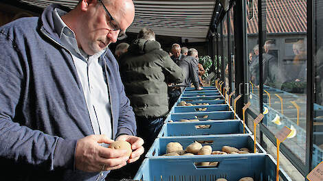Dertig nieuwe aardappelrassen zijn tot dusver in 2025 aangemeld voor de rassenverkeerslijst. Beeld ter illustratie.