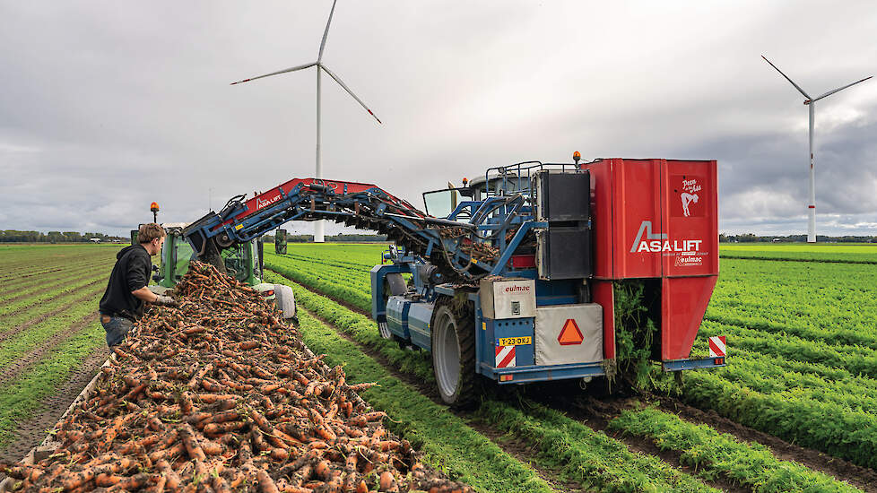 Met vier klembandrooiers, waaronder drie zelfrijders, worden wortelen, pastinaak en woterpeterselie geoogst in Flevoland en buiten de polders.