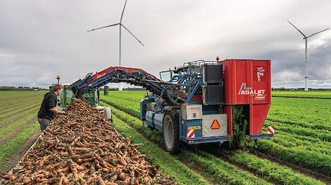 Met vier klembandrooiers, waaronder drie zelfrijders, worden wortelen, pastinaak en woterpeterselie geoogst in Flevoland en buiten de polders.
