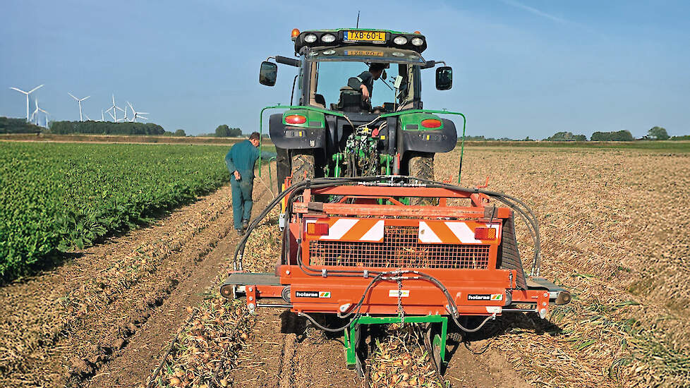 De slangen worden tegelijk met de uien gerooid.