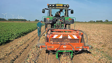 De slangen worden tegelijk met de uien gerooid.