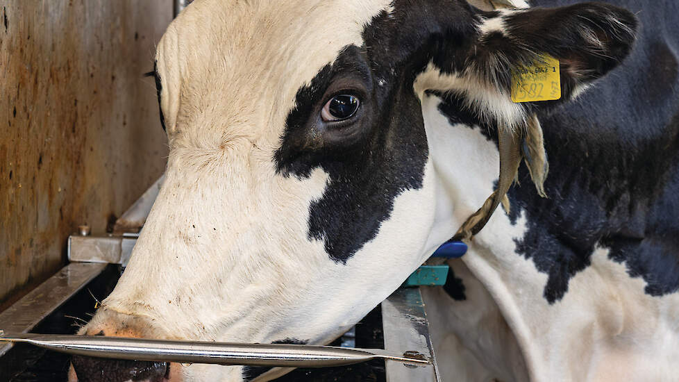 Een melkkoe drinkt uit een waterbak met een UVC-lichtinstallatie op het bedrijf van Joost en Niek Theunissen. Het systeem doodt bacteriën in het drinkwater.