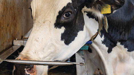 Een melkkoe drinkt uit een waterbak met een UVC-lichtinstallatie op het bedrijf van Joost en Niek Theunissen. Het systeem doodt bacteriën in het drinkwater.