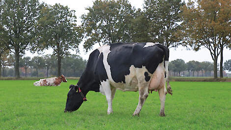 Op de laatste dag dat hij in de Tweede Kamer nog in functie was, diende Harm Holman (NSC) zijn wetsvoorstel in voor een grondgebonden melkveehouderij.