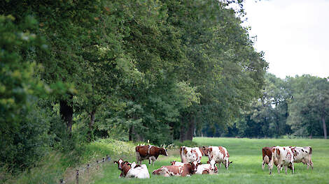 Twee voorwaarden voor het 7 vinkjes-project zijn: maximaal 1,5 GVE per hectare en minimaal 3.000 uur weidegang.