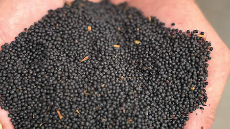 Gemalen koolzaad voeren zorgt voor een vetdepressie. Door koolzaad te ontsluiten wordt dit voorkomen.