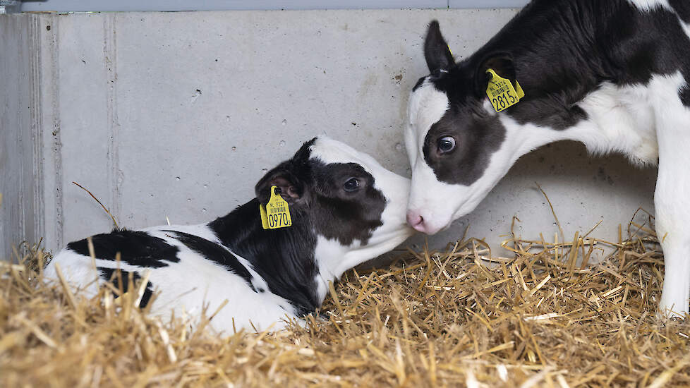 Kalveren 28 dagen aanhouden, en in groepen, vergt extra plaatsingsruimte.